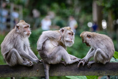 Monkeys sitting outdoors