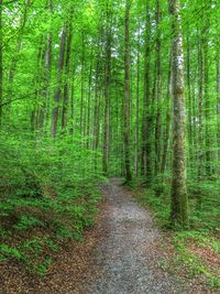 Footpath passing through forest