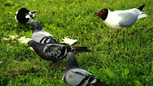 Birds on grassy field