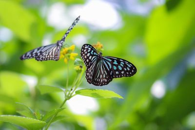 Close-up of butterfly on flower