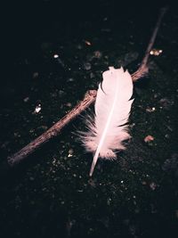 High angle view of feather on plant