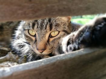 Close-up of cat relaxing outdoors