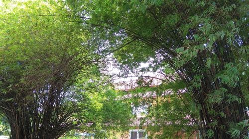 Low angle view of trees in forest
