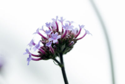 Close-up of purple flower