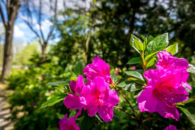 Close-up of pink flowers