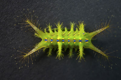 Stinging nettle slug caterpilar