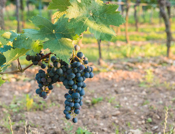 Close-up of grapes growing in vineyard