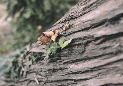 Close-up of insect on tree trunk