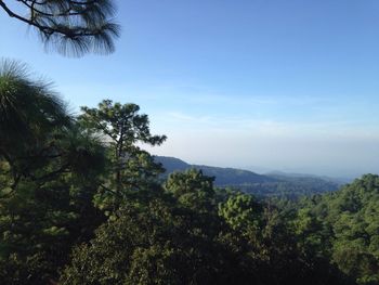 Trees and mountains against sky