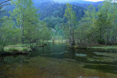 Scenic view of lake in forest