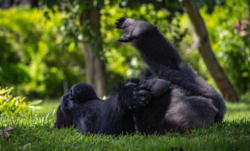 Close-up of monkey lying on grassy field