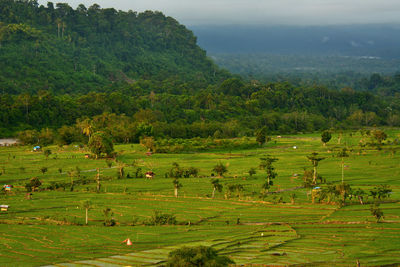 Scenic view of green landscape