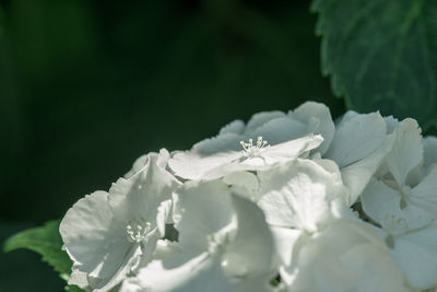 Close-up of white hydrangeas