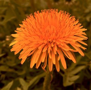 Close-up of flowers