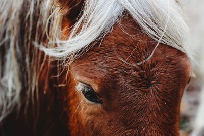 Close-up of a horse