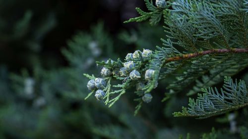 Close-up of pine tree during winter