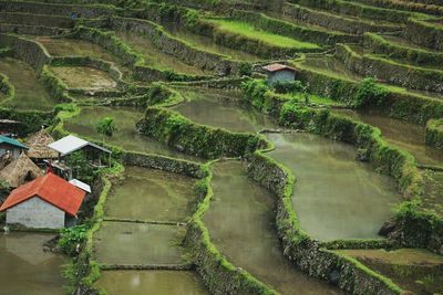 Aerial view of rice paddy