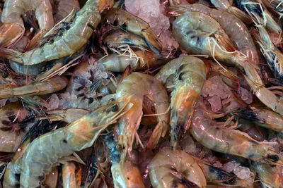 Close-up of shrimps for sale at market