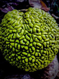 Close up of fresh green leaf