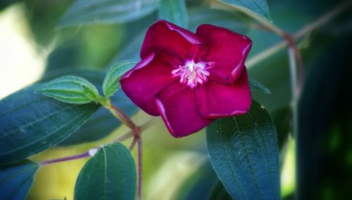 Close-up of pink flower