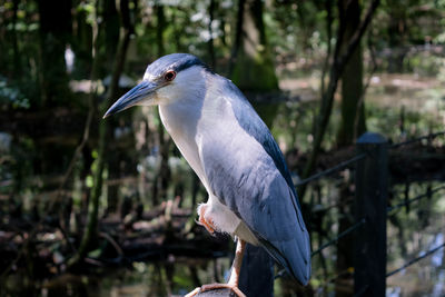 Close-up of gray heron perching on tree