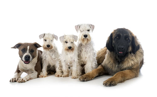 Portrait of dog sitting on white background