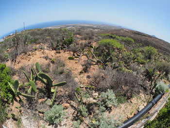 Plants growing on land against sky