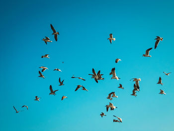 Low angle view of birds flying in sky