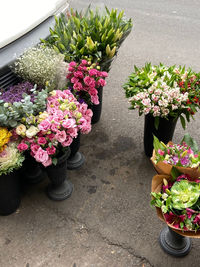 High angle view of pink flowering plants