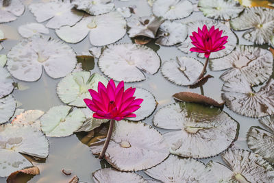 Close-up of pink water lily in lake