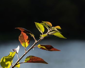 Close-up of maple leaves on plant