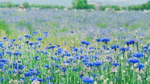 Close-up of purple flowering plants on field