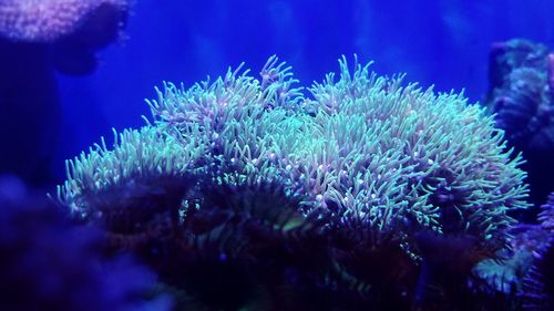 Close-up of coral underwater