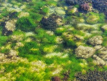 Full frame shot of plants on land