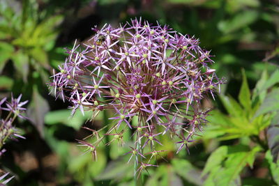 Close-up of purple flowering plant