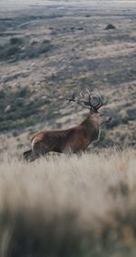 View of deer on field