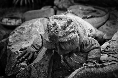 Close-up of lizards on rocks in zoo