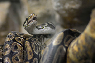 Close-up of snake