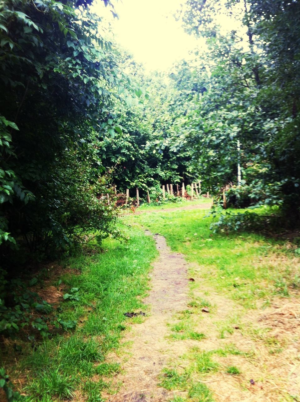 tree, the way forward, growth, tranquility, green color, nature, tranquil scene, dirt road, footpath, diminishing perspective, grass, beauty in nature, forest, landscape, scenics, vanishing point, branch, sunlight, day, pathway