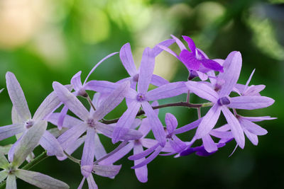 Close-up of purple flowering plants