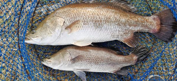 Close-up of fish for sale