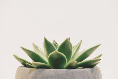 Close-up of plant growing on white background