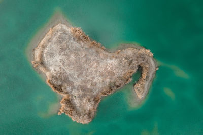 High angle view of jellyfish swimming in sea