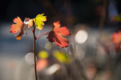 Close-up of red flowering plant against blurred background