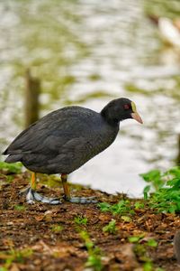 Close-up of a bird on field