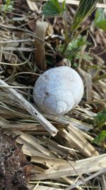 High angle view of eggs in nest