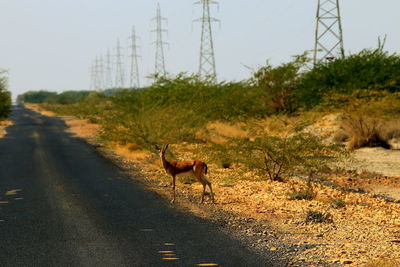 View of deer on road