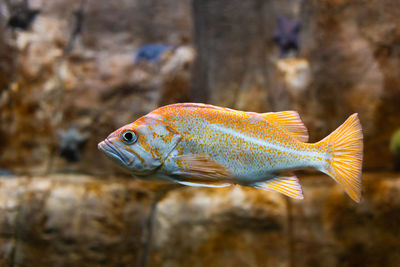 Selective focus view of striking canary rockfish swimming in an aquarium