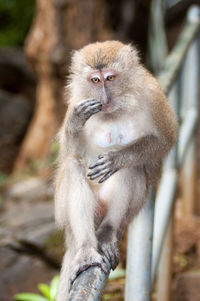 Portrait of monkey sitting on a tree