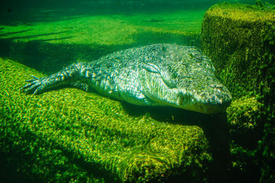 Close-up of fish swimming in sea